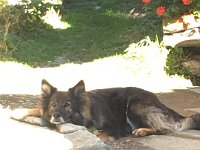 Shani